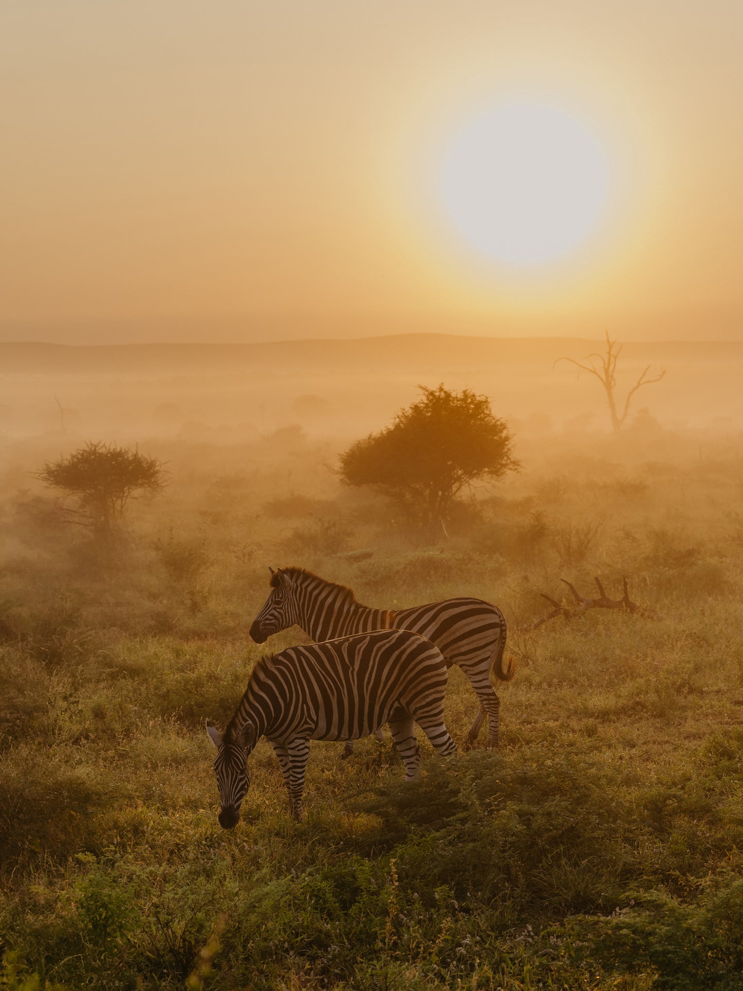 AFRIQUE DU SUD - 22 mars au 3 avril 2027