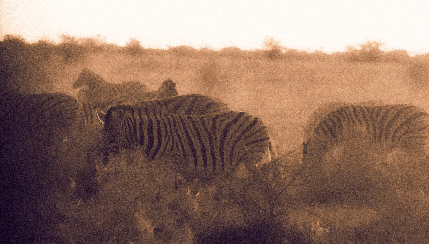 NAMIBIE - 20 juin au 6 juillet 2026