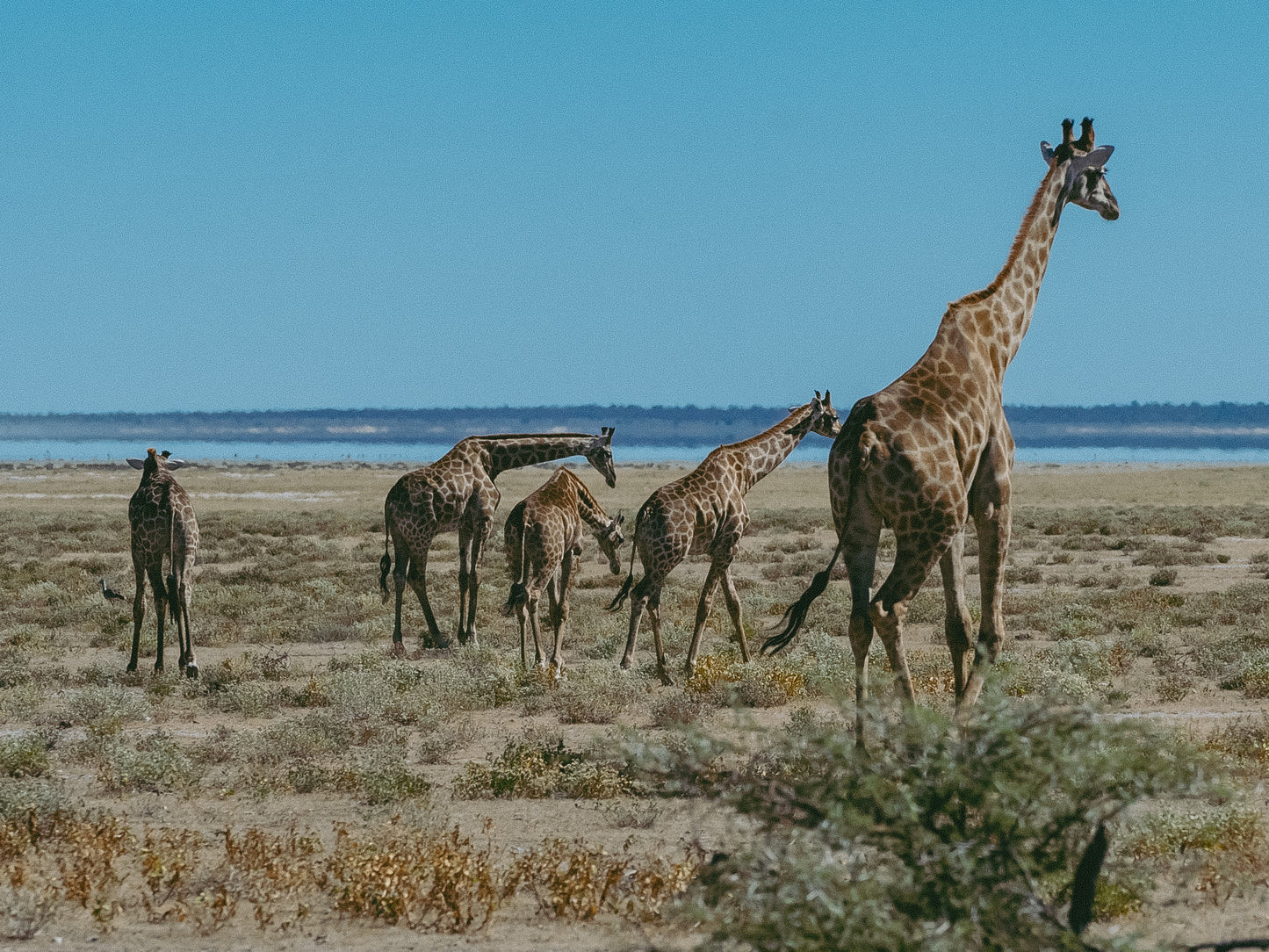 NAMIBIE - 20 juin au 6 juillet 2026