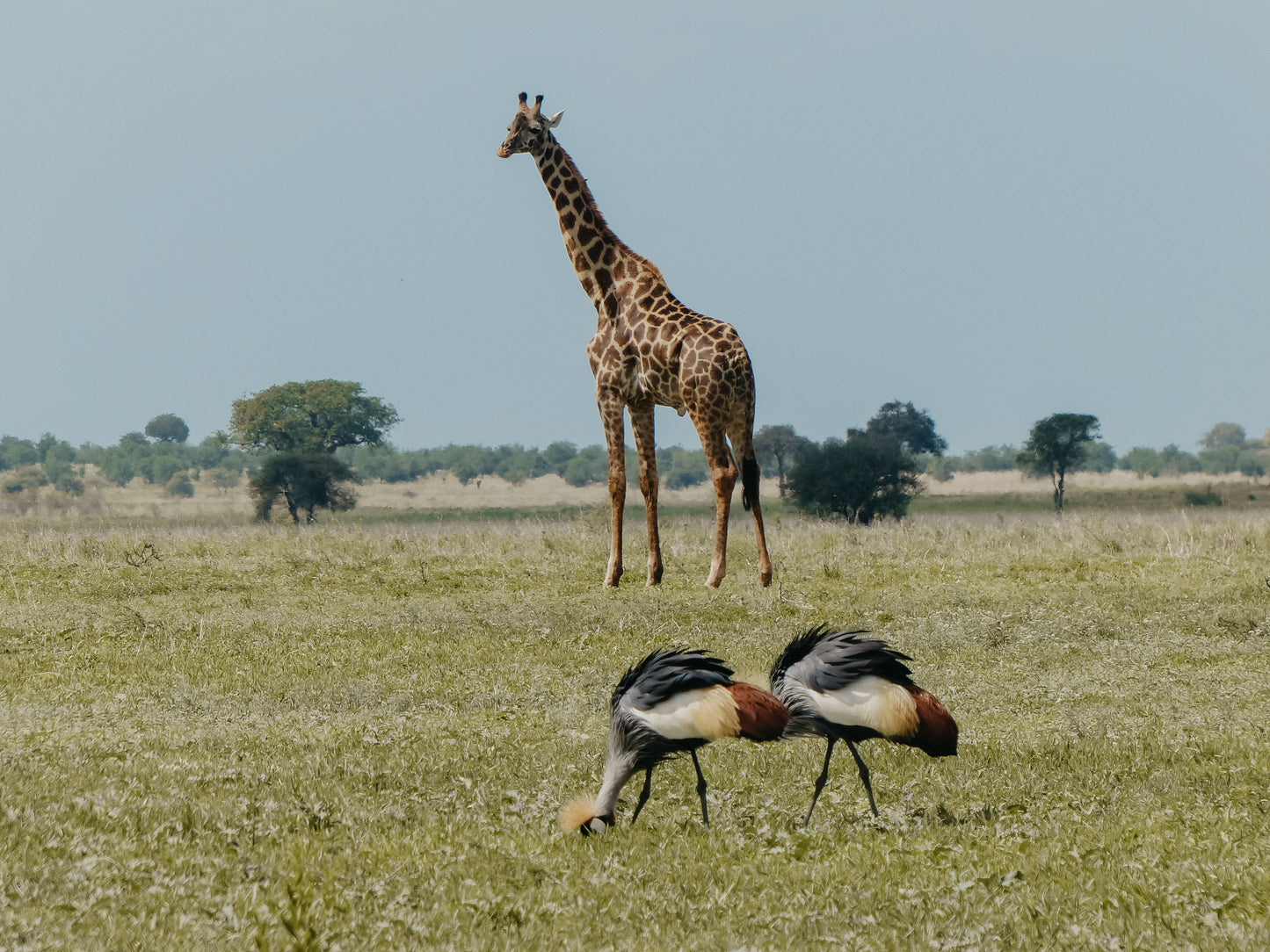 TANZANIE - 21 au 31 juillet 2026