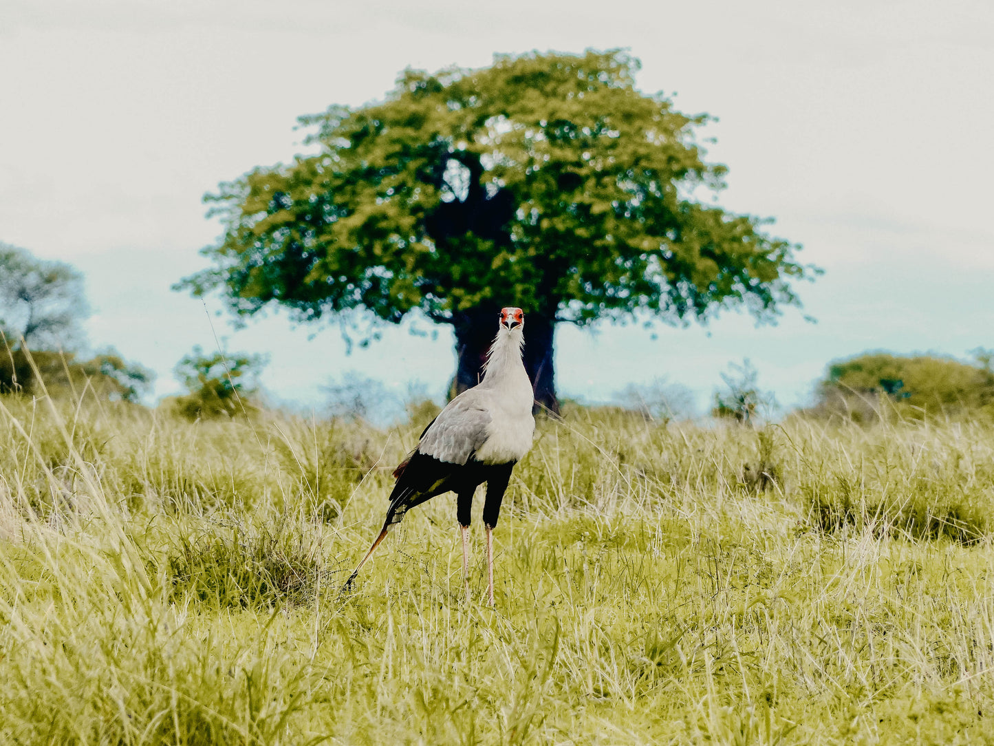 TANZANIE - 21 au 31 juillet 2026