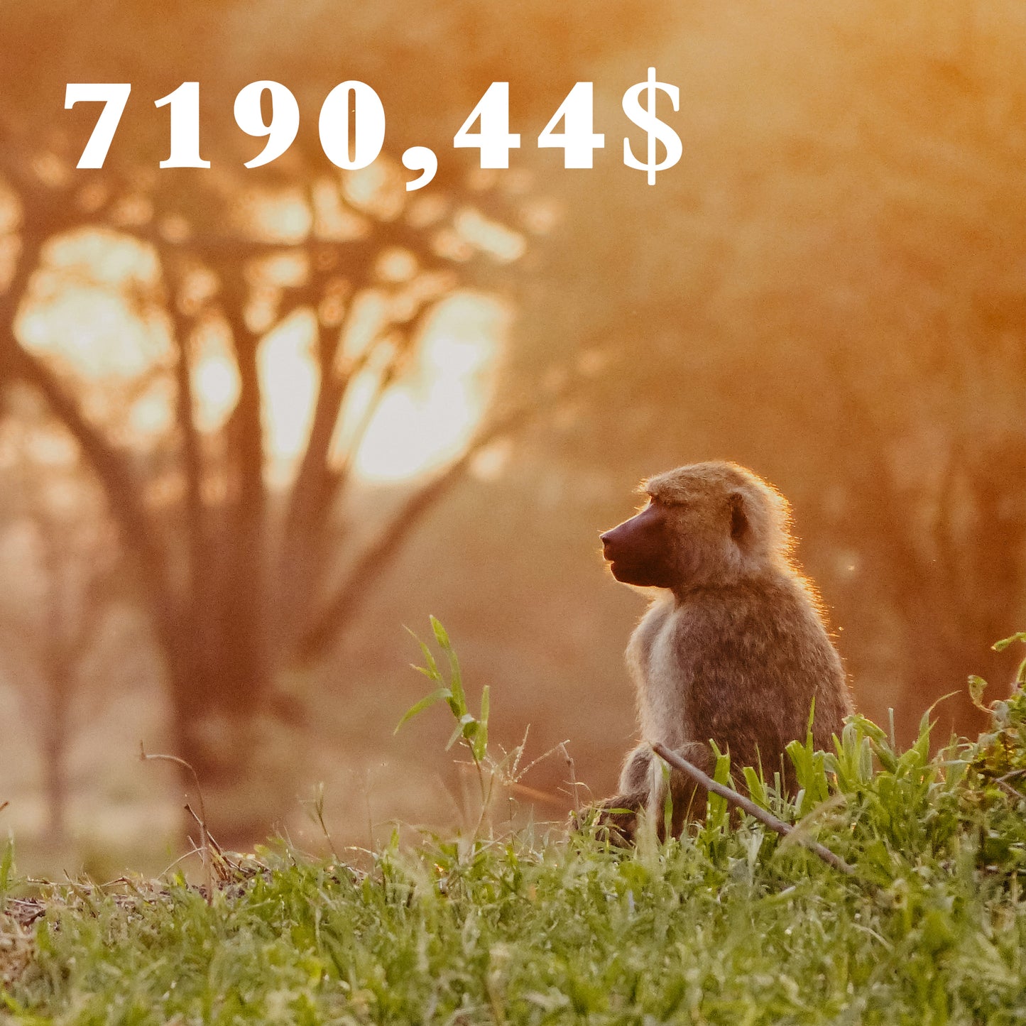 TANZANIE - 21 au 31 juillet 2026