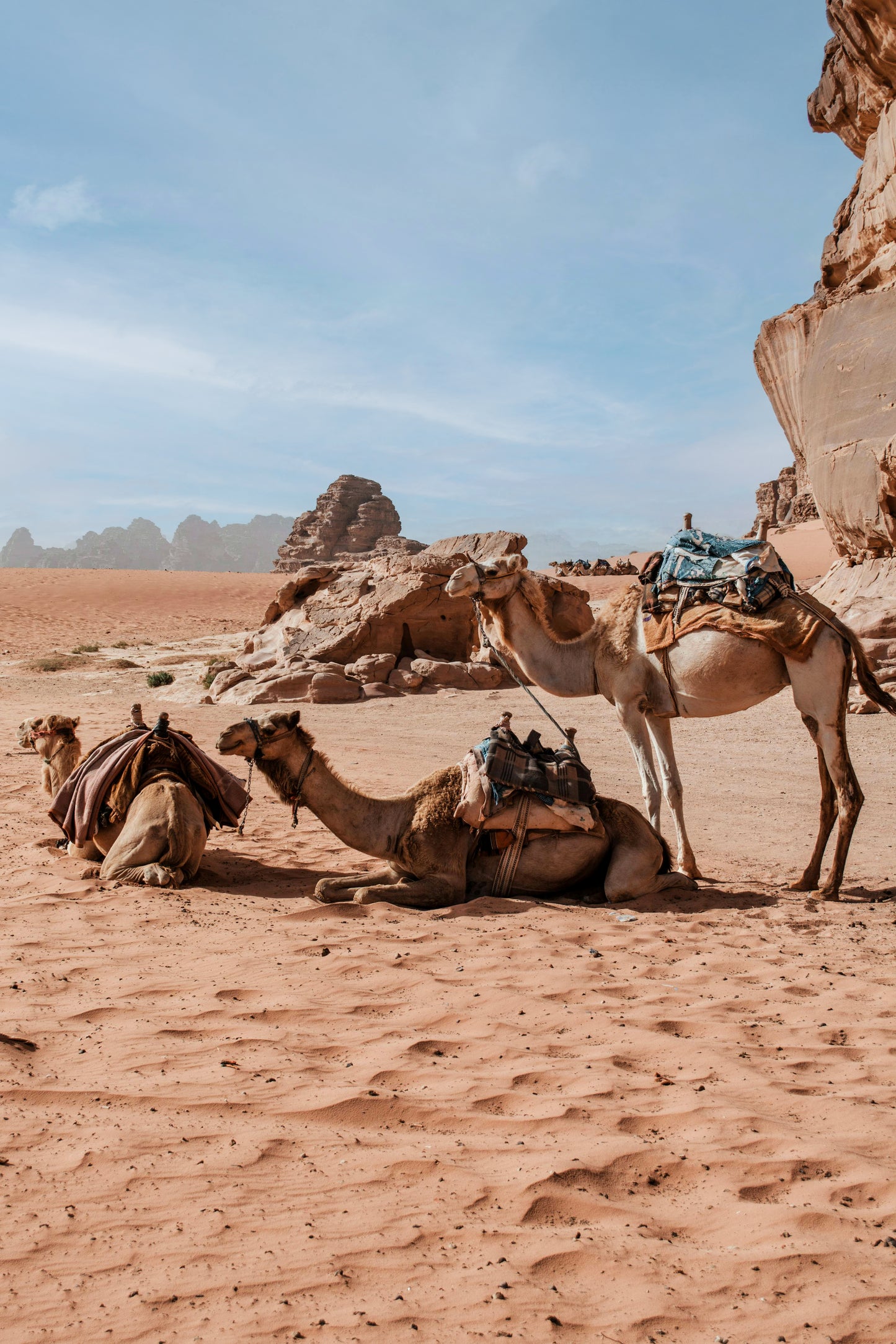 JORDANIE - 7 au 20 novembre 2026