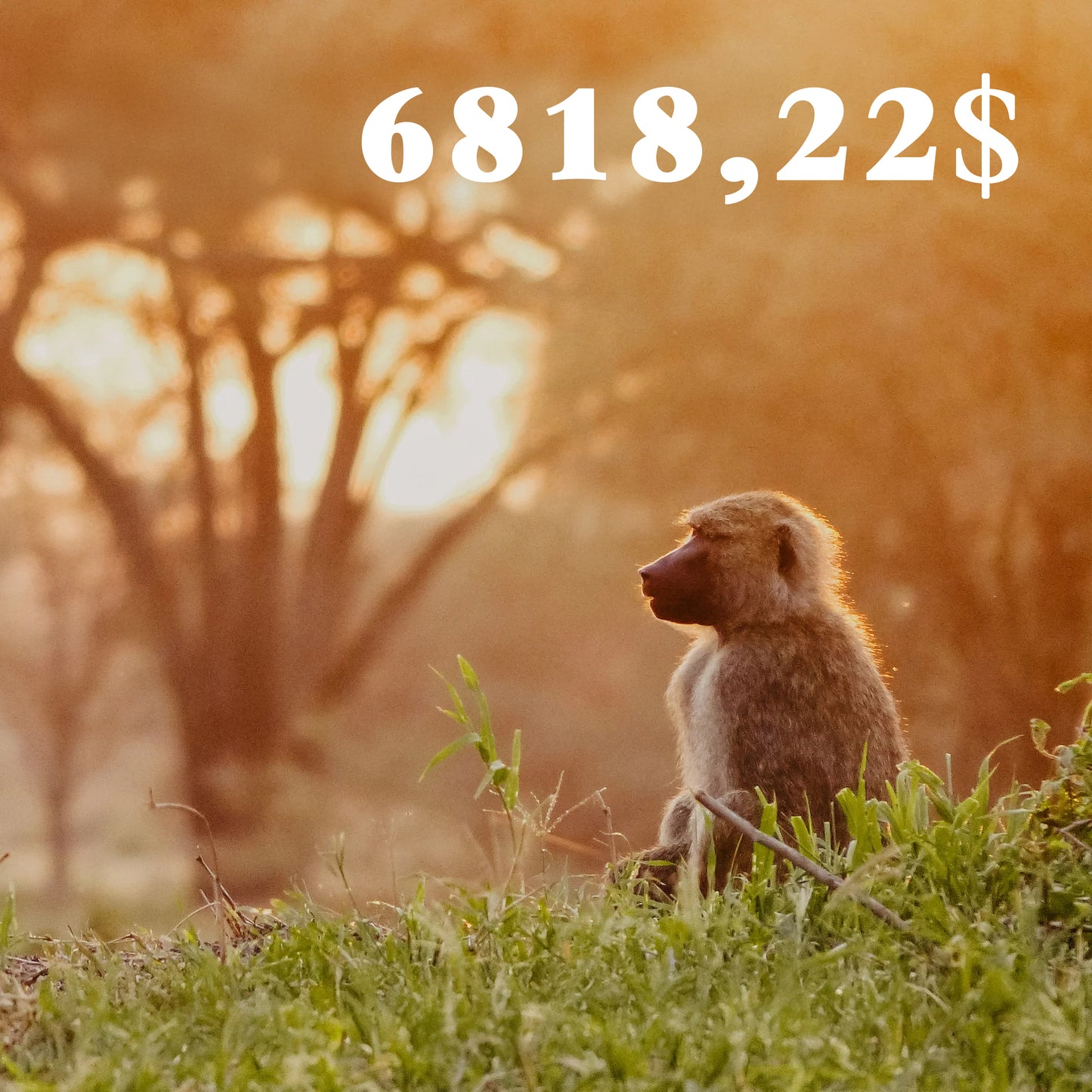 TANZANIE - 21 au 31 juillet 2026